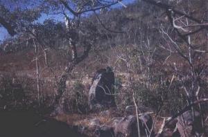 ambush1.JPG (63997 bytes)